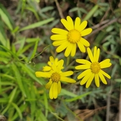 Senecio madagascariensis (Madagascan Fireweed, Fireweed) at Bonville, NSW - 16 Aug 2025 by trevorpreston