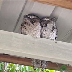Podargus strigoides (Tawny Frogmouth) at Nambucca Heads, NSW - 16 Aug 2025 by trevorpreston