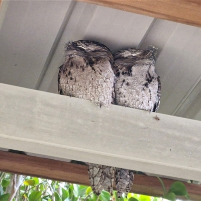 Podargus strigoides (Tawny Frogmouth) at Nambucca Heads, NSW - 16 Aug 2025 by trevorpreston