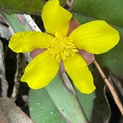 Hibbertia dentata at Mount Keira, NSW - 16 Aug 2025 by Clarel