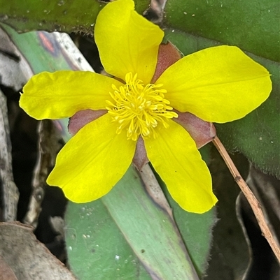 Hibbertia dentata at Mount Keira, NSW - 16 Aug 2025 by Clarel