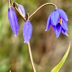 Stypandra glauca (Nodding Blue Lily) at Bethungra, NSW - 16 Aug 2025 by Evi