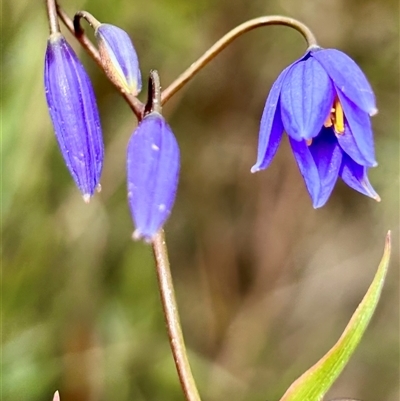 Stypandra glauca (Nodding Blue Lily) at Bethungra, NSW - 16 Aug 2025 by Evi