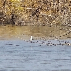 Phalacrocorax varius (Pied Cormorant) at Fyshwick, ACT - 16 Aug 2025 by Mike