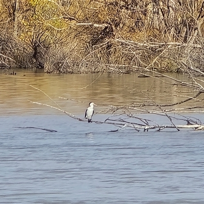Phalacrocorax varius (Pied Cormorant) at Fyshwick, ACT - 16 Aug 2025 by Mike