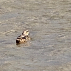 Anas superciliosa (Pacific Black Duck) at Campbell, ACT - 16 Aug 2025 by Mike