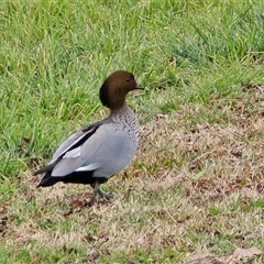 Chenonetta jubata (Australian Wood Duck) at Campbell, ACT - 16 Aug 2025 by Mike