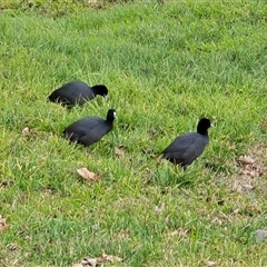 Fulica atra (Eurasian Coot) at Campbell, ACT - 16 Aug 2025 by Mike