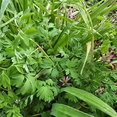 Fumaria muralis subsp. muralis (Wall Fumitory) at Campbell, ACT - 16 Aug 2025 by Mike