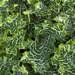 Silybum marianum (Variegated Thistle) at Campbell, ACT - 16 Aug 2025 by Mike