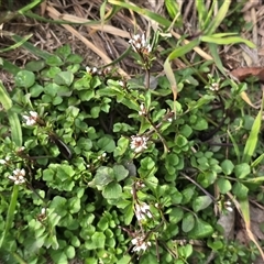 Cardamine hirsuta (Common Bittercress, Hairy Woodcress) at Campbell, ACT - 16 Aug 2025 by Mike