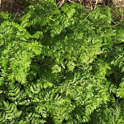 Conium maculatum (Hemlock) at Campbell, ACT - 16 Aug 2025 by Mike