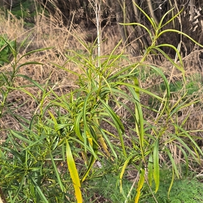 Solanum linearifolium (Kangaroo Apple) at Campbell, ACT - 16 Aug 2025 by Mike