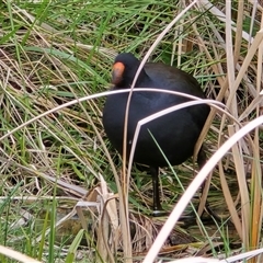 Gallinula tenebrosa (Dusky Moorhen) at Campbell, ACT - 16 Aug 2025 by Mike
