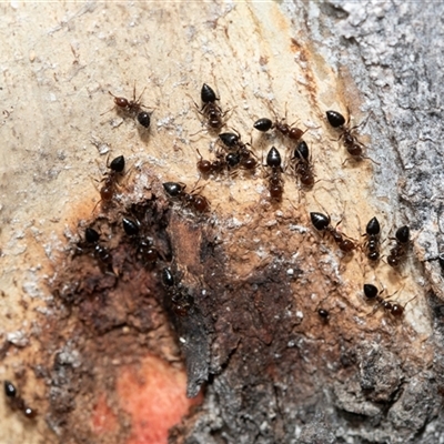 Crematogaster sp. (genus) (Acrobat ant, Cocktail ant) at Higgins, ACT - 10 Aug 2025 by AlisonMilton