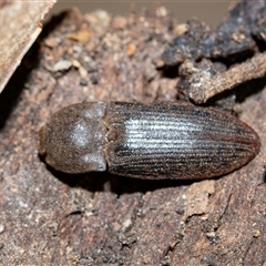 Agrypnus sp. (genus) (Rough click beetle) at Higgins, ACT - 10 Aug 2025 by AlisonMilton