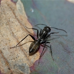 Camponotus aeneopilosus (A Golden-tailed sugar ant) at Higgins, ACT - 10 Aug 2025 by AlisonMilton