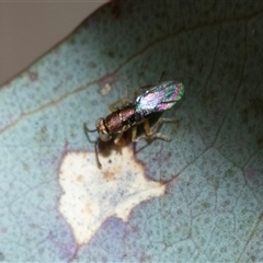 Unverified Wasp (Hymenoptera, Apocrita) at Higgins, ACT - 10 Aug 2025 by AlisonMilton