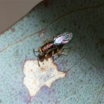 Unverified Wasp (Hymenoptera, Apocrita) at Higgins, ACT - 10 Aug 2025 by AlisonMilton