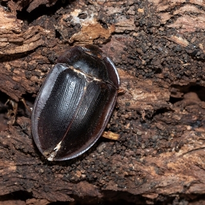 Pterohelaeus piceus at Holt, ACT - 10 Aug 2025 by AlisonMilton