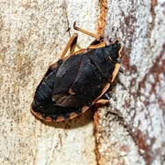 Diemenia rubromarginata (Pink-margined bug) at Holt, ACT - 10 Aug 2025 by AlisonMilton