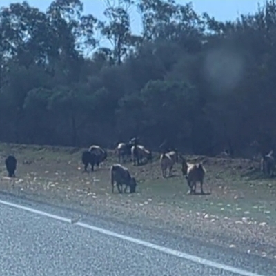 Capra hircus (Goat, Feral Goat) at Bourke, NSW - 16 Aug 2025 by HelenCross