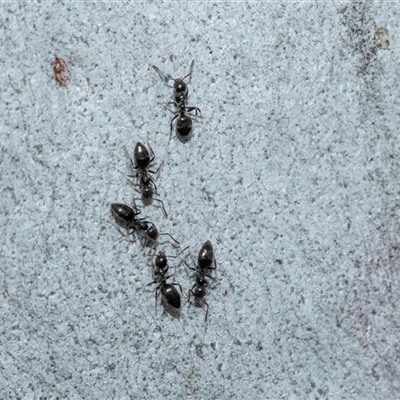 Technomyrmex sp. (genus) at Holt, ACT - 10 Aug 2025 by AlisonMilton