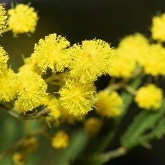 Acacia cardiophylla (Wyalong Wattle) at Higgins, ACT - 10 Aug 2025 by AlisonMilton