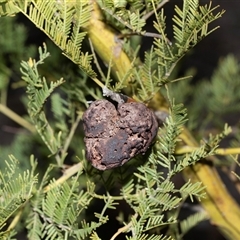 Uromycladium (genus) (A gall forming rust fungus) at Higgins, ACT - 10 Aug 2025 by AlisonMilton