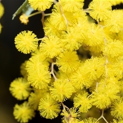 Acacia dealbata subsp. dealbata (Silver Wattle) at Holt, ACT - 10 Aug 2025 by AlisonMilton
