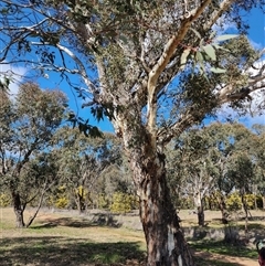 Eucalyptus (genus) (A Gum Tree) at Higgins, ACT - 10 Aug 2025 by AlisonMilton
