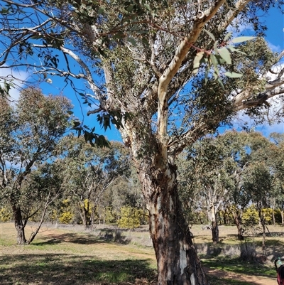 Eucalyptus (genus) (A Gum Tree) at Higgins, ACT - 10 Aug 2025 by AlisonMilton