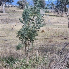 Acacia dealbata subsp. dealbata (Silver Wattle) at Higgins, ACT - 10 Aug 2025 by AlisonMilton
