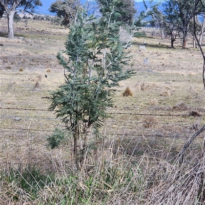 Acacia dealbata subsp. dealbata (Silver Wattle) at Higgins, ACT - 10 Aug 2025 by AlisonMilton