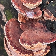 Rhodofomitopsis lilacinogilva complex (Lilac Shelf Fungus) at Mount Keira, NSW - 16 Aug 2025 by Clarel