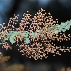 Acacia pravissima (Wedge-leaved Wattle, Ovens Wattle) at Holt, ACT - 10 Aug 2025 by AlisonMilton