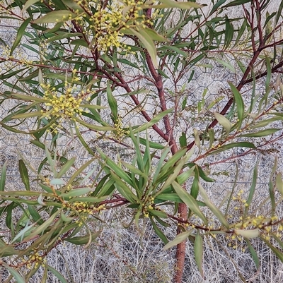 Acacia rubida (Red-stemmed Wattle, Red-leaved Wattle) at Holt, ACT - 10 Aug 2025 by AlisonMilton