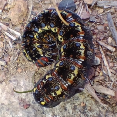 Apina callisto (Pasture Day Moth) at Throsby, ACT - 16 Aug 2025 by mahargiani