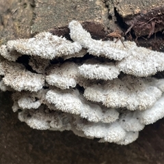 Schizophyllum commune (Split Gill Fungus) at Mount Keira, NSW - 16 Aug 2025 by Clarel
