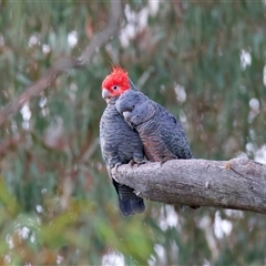 Callocephalon fimbriatum (identifiable birds) (Gang-gang Cockatoo (named birds)) at Ainslie, ACT - 11 Aug 2025 by jb2602