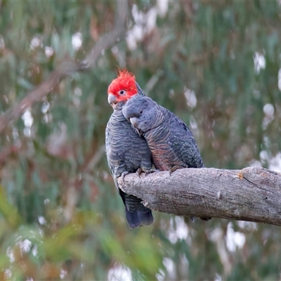 Callocephalon fimbriatum (identifiable birds) (Gang-gang Cockatoo (named birds)) at Ainslie, ACT - 11 Aug 2025 by jb2602