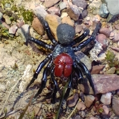 Missulena occatoria (Red-headed Mouse Spider) at Forde, ACT - 16 Aug 2025 by mahargiani