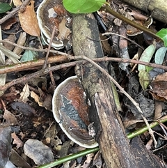 Ganoderma sp. at Mount Keira, NSW - 16 Aug 2025 by Clarel