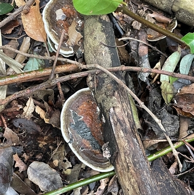 Ganoderma sp. at Mount Keira, NSW - 16 Aug 2025 by Clarel