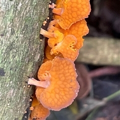 Favolaschia calocera at Mount Keira, NSW - 16 Aug 2025 by Clarel