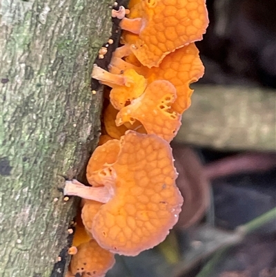 Favolaschia calocera at Mount Keira, NSW - 16 Aug 2025 by Clarel
