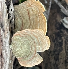 Stereum ostrea (Golden Curtain Crust/Sunset Fungus) at Mount Keira, NSW - 16 Aug 2025 by Clarel