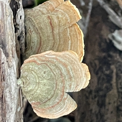 Stereum ostrea (Golden Curtain Crust/Sunset Fungus) at Mount Keira, NSW - 16 Aug 2025 by Clarel