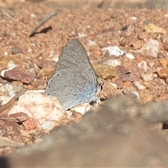 Candalides heathi (Rayed Blue) at Cornishtown, VIC - 16 Mar 2020 by RAllen