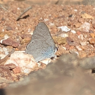 Candalides heathi (Rayed Blue) at Cornishtown, VIC - 16 Mar 2020 by RAllen